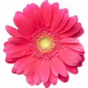 Meet your Posher, Teri